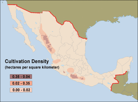 Mexico Cannabis Cultivation