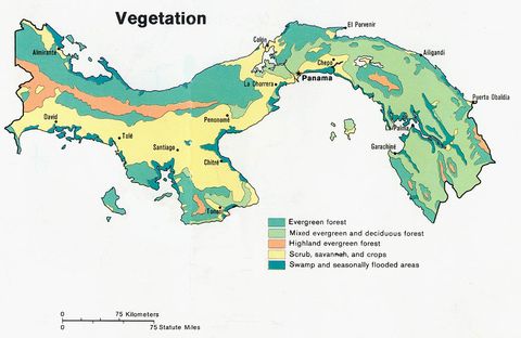 Panama Vegetation 