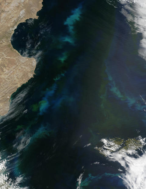 Phytoplankton bloom off Argentina