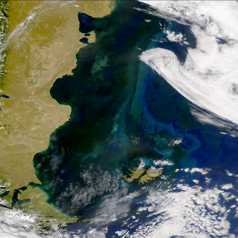 Phytoplankton blooms off the coast of Argentina