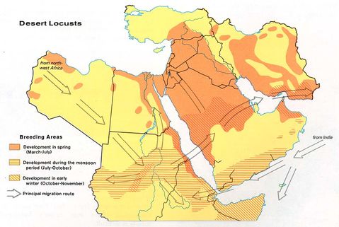 Langostas del desierto en el Oriente Medio