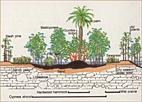 Schematic Map of Big Cypress National Preserve