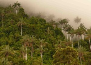 Parque Nacional de Cutervo.