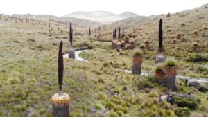 Reserva Nacional de Calipuy.