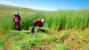 Siembra de pastos y forrajes en el departamento de La Libertad.